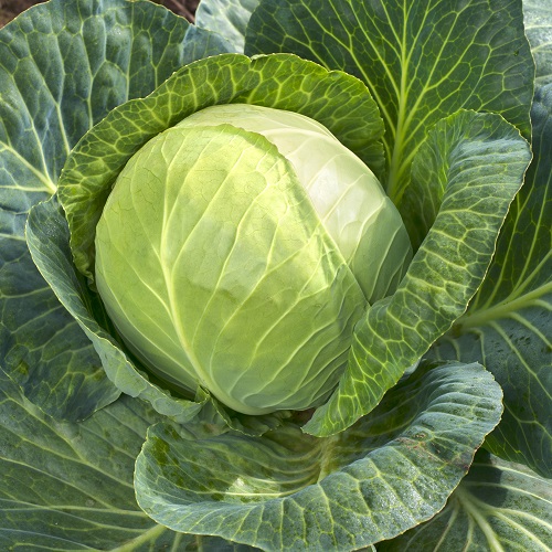 Cabbage Tundra